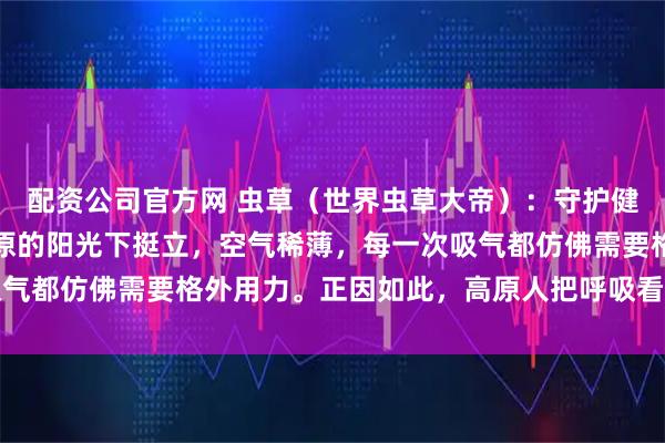 配资公司官方网 虫草（世界虫草大帝）：守护健康的智慧，让生命在高原的阳光下挺立，空气稀薄，每一次吸气都仿佛需要格外用力。正因如此，高原人把呼吸看得无比重要